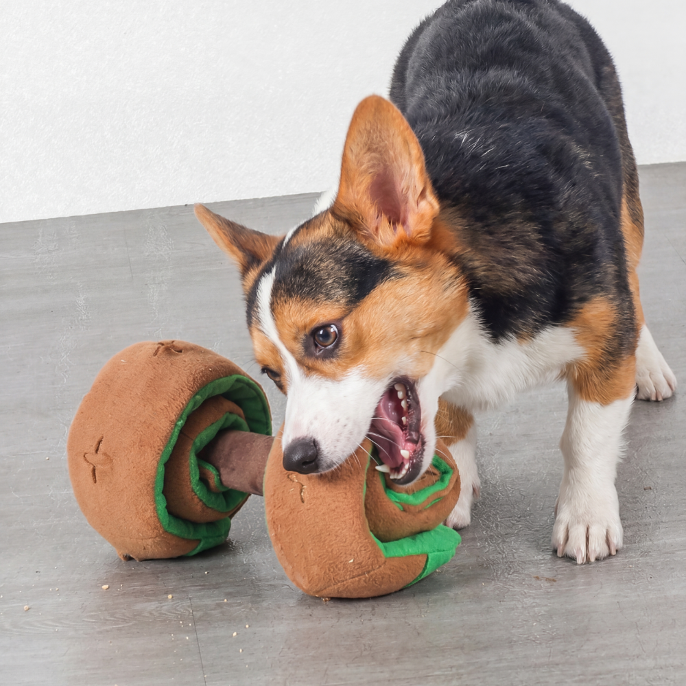 Dog Treat Puzzle Toy for Play